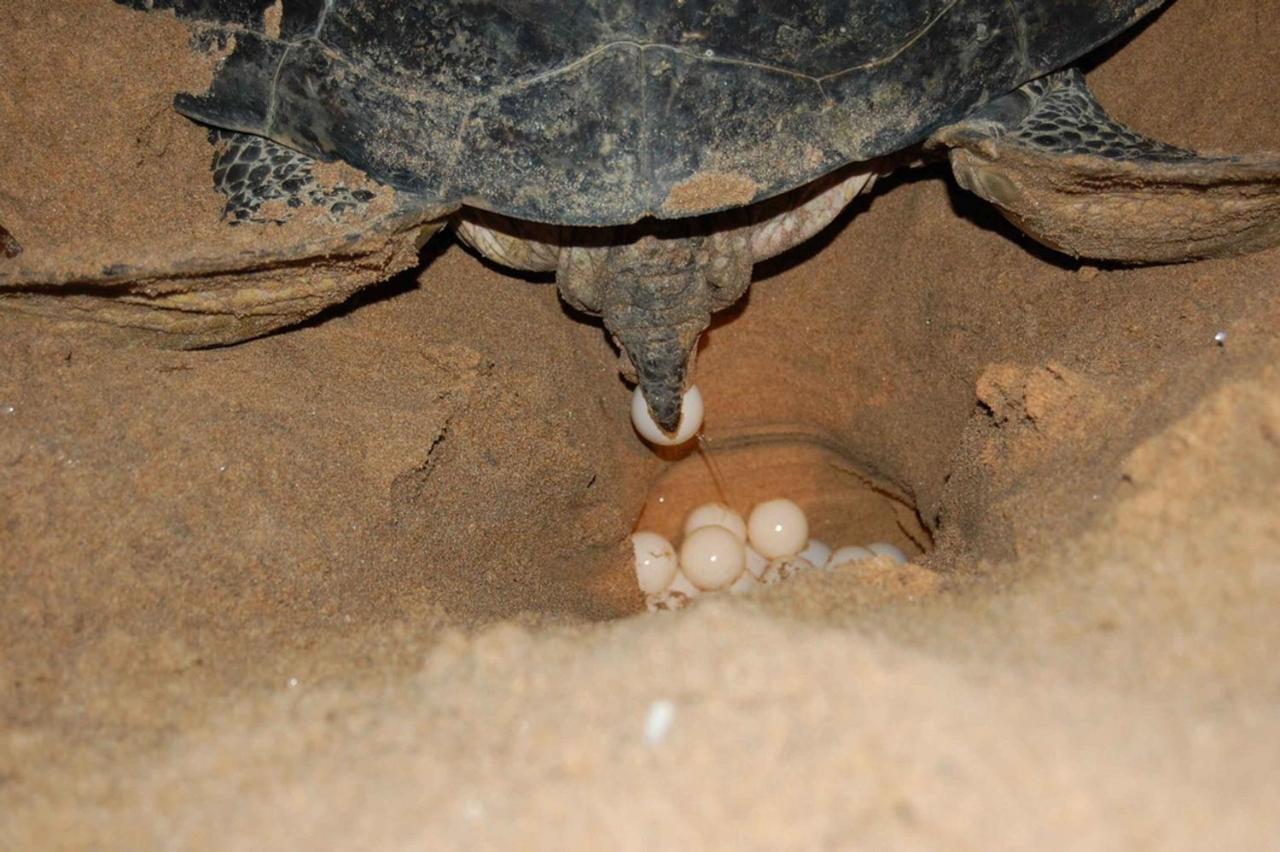 Rekawa Turtle Gate Hotel 탕갈레 외부 사진