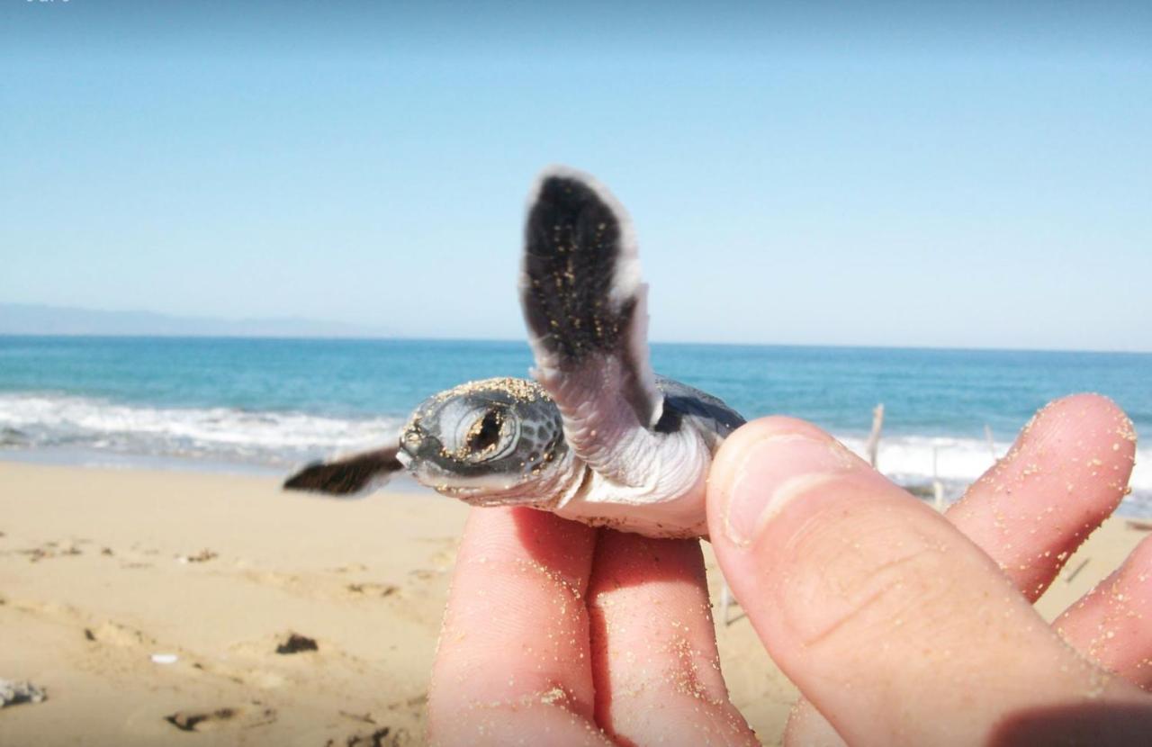 Rekawa Turtle Gate Hotel 탕갈레 외부 사진